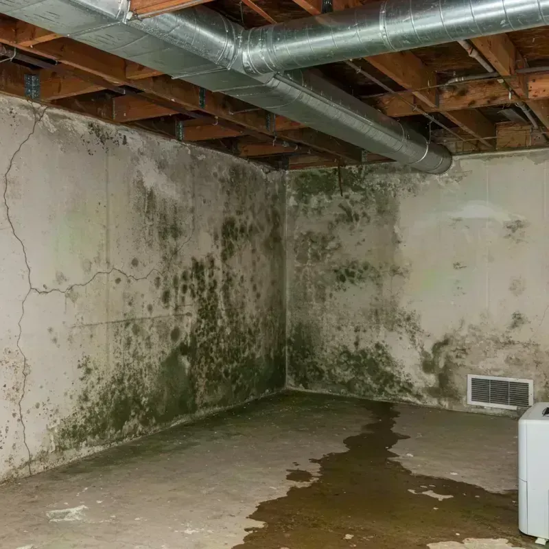 Professional Mold Removal in Leland Grove, IL